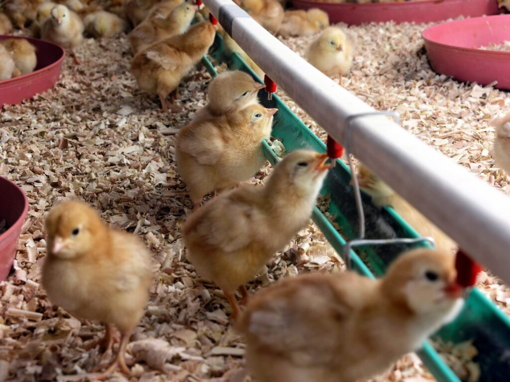 Chicks drinking water