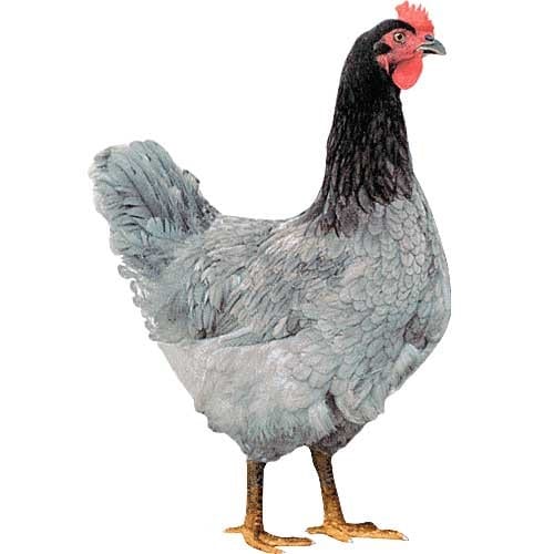Barred Rock Chicken