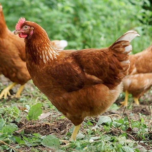 Novogen Brown Chicken