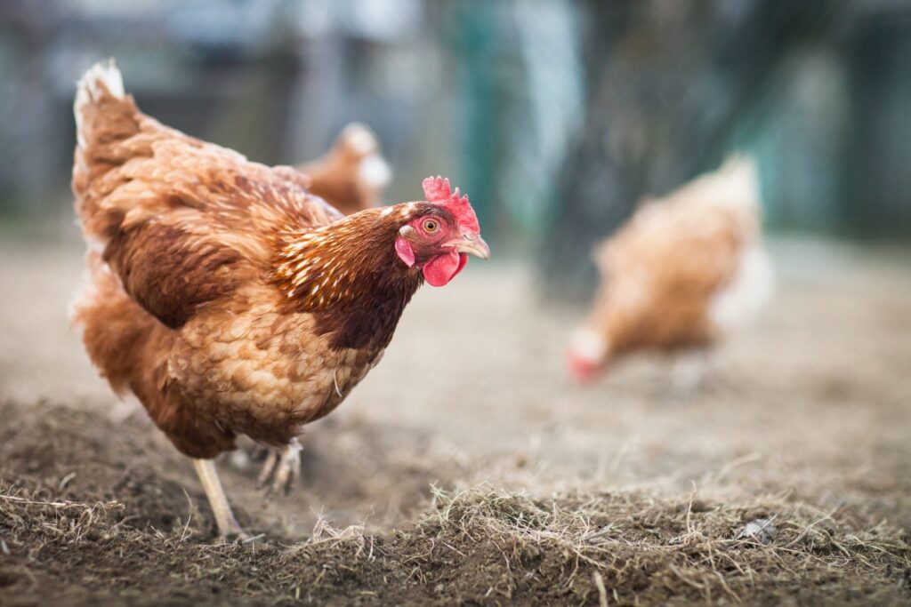 Rooster walking