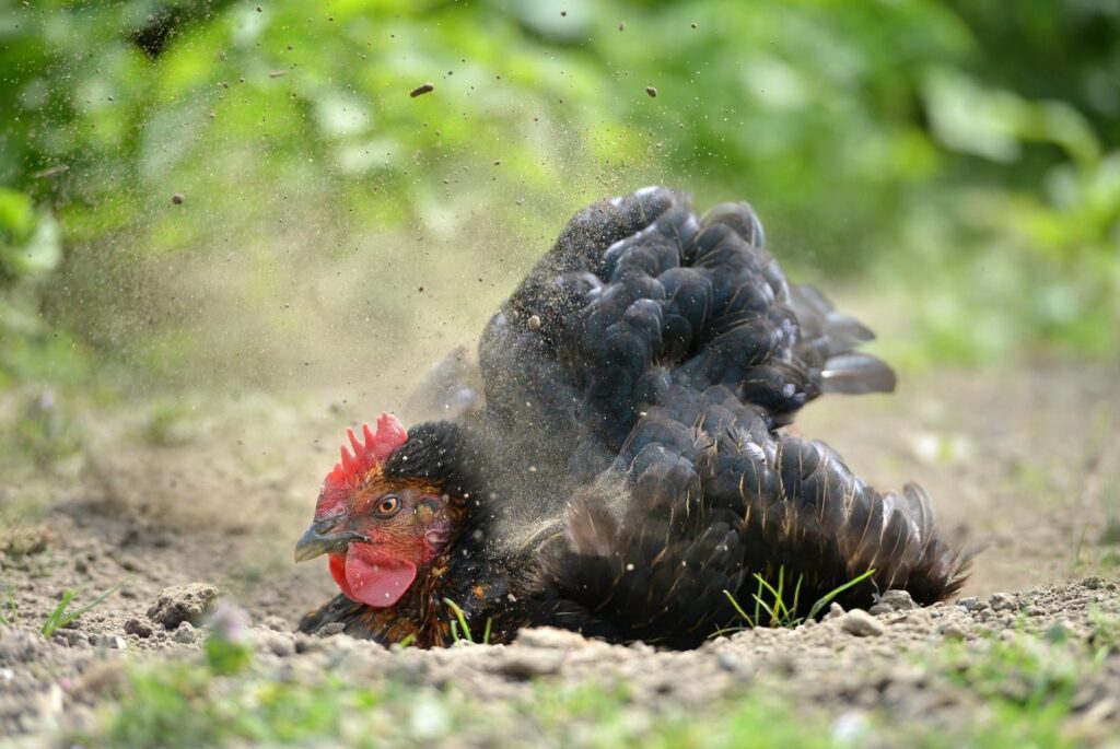 Chicken taking dust bath to rid itself of chicken mites