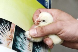 vent sexing a chick