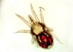 Mite