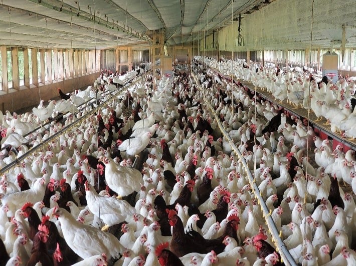 Flock of Novogen brown chickens