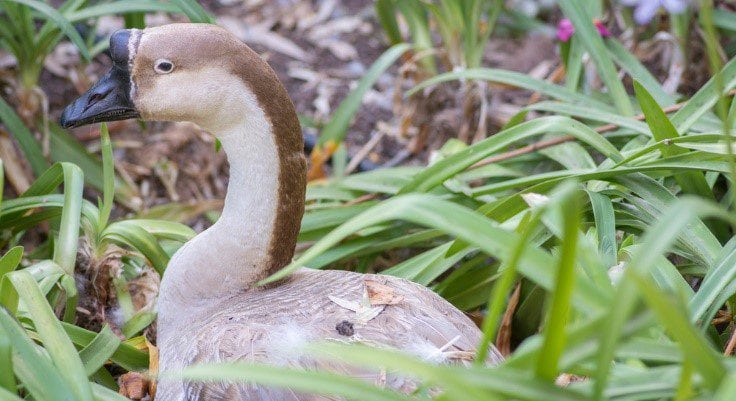 Portrait of a Brown Chinese Goose