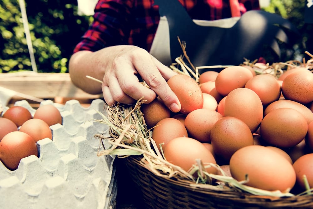 Person taking eggs from basket to egg carrier