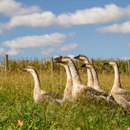 Geese