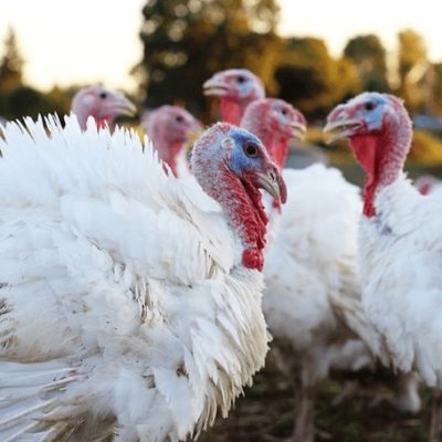 Freedom Ranger Heavy White Turkey