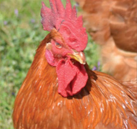 Adult Jackie Chicken