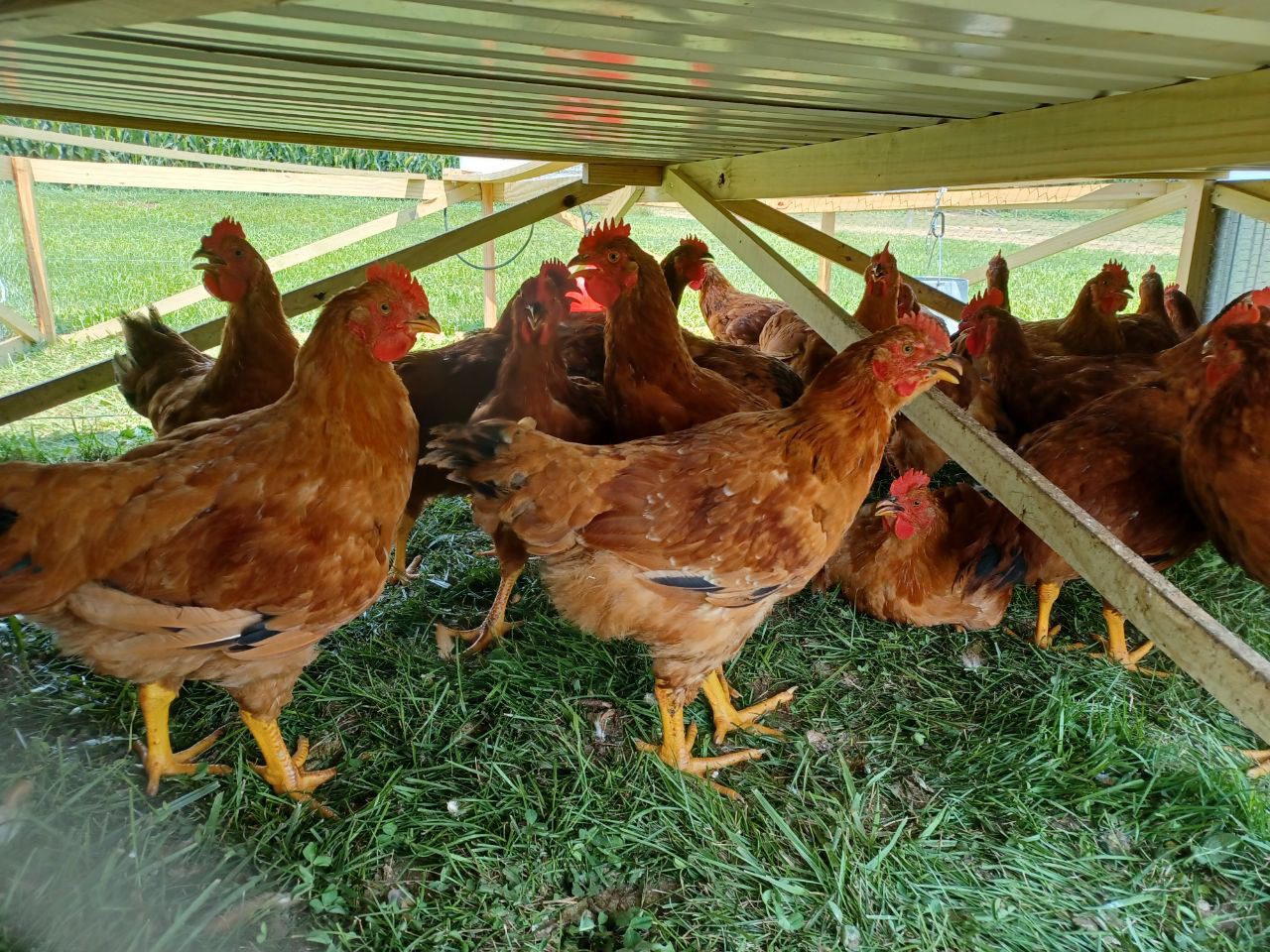 Jackie Chickens - Image 4