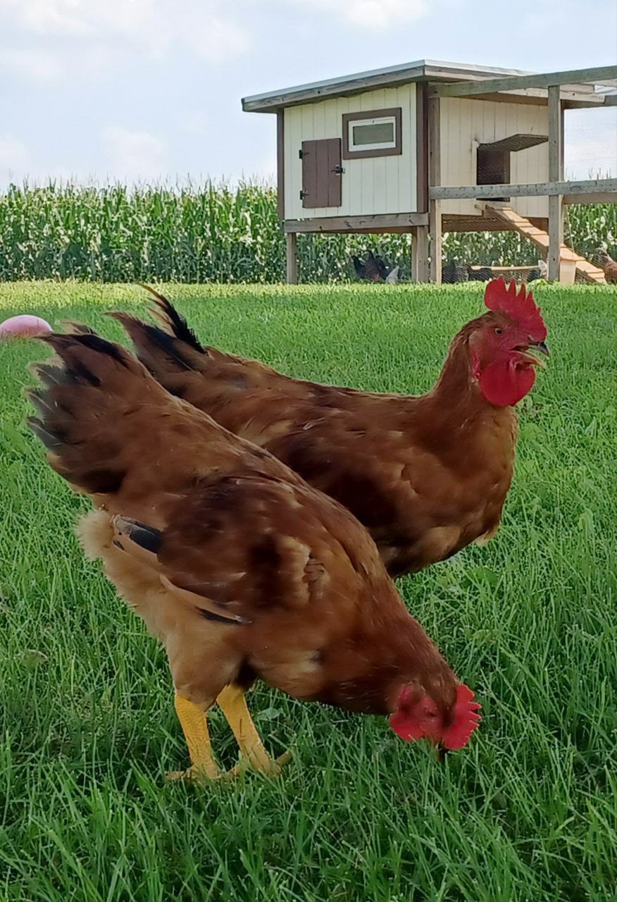 Jackie Chickens - Image 2