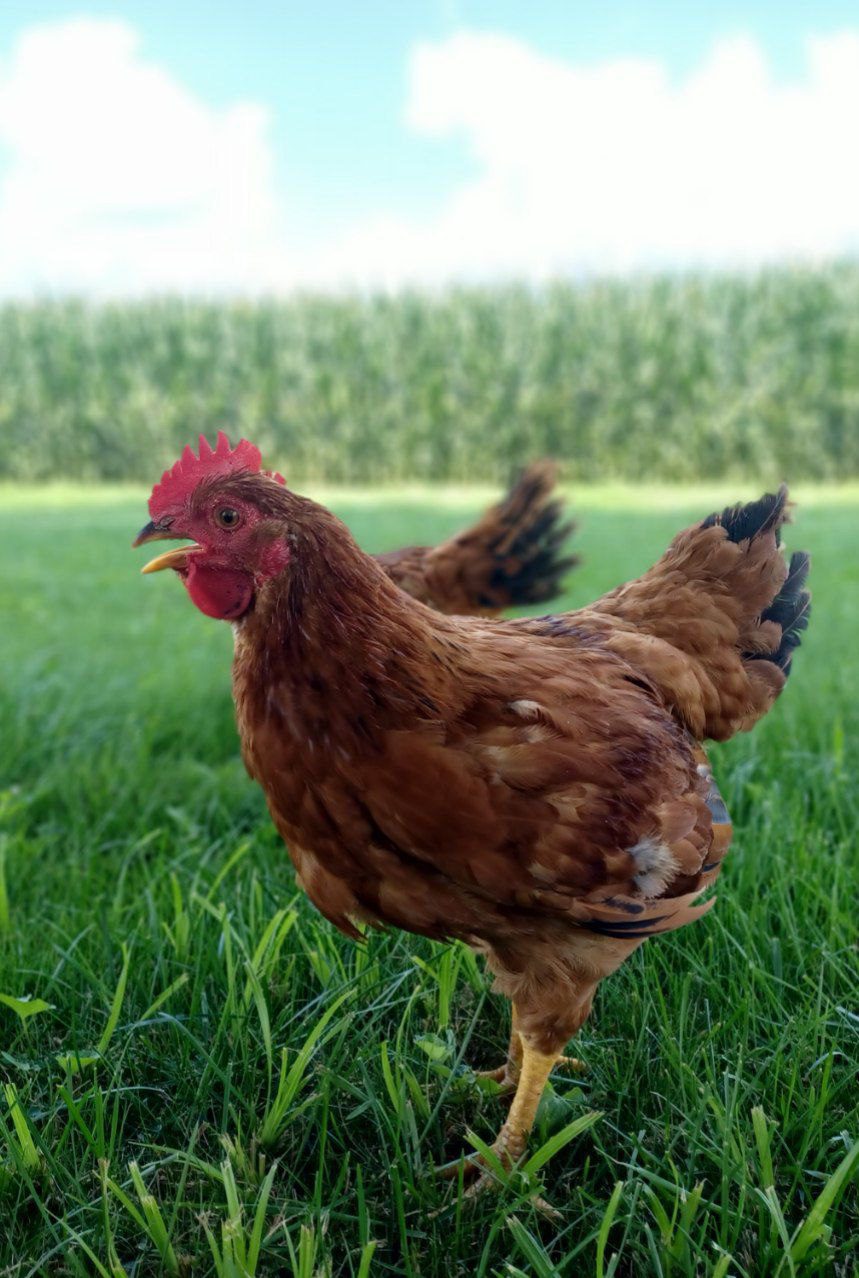 Jackie Chickens - Image 3