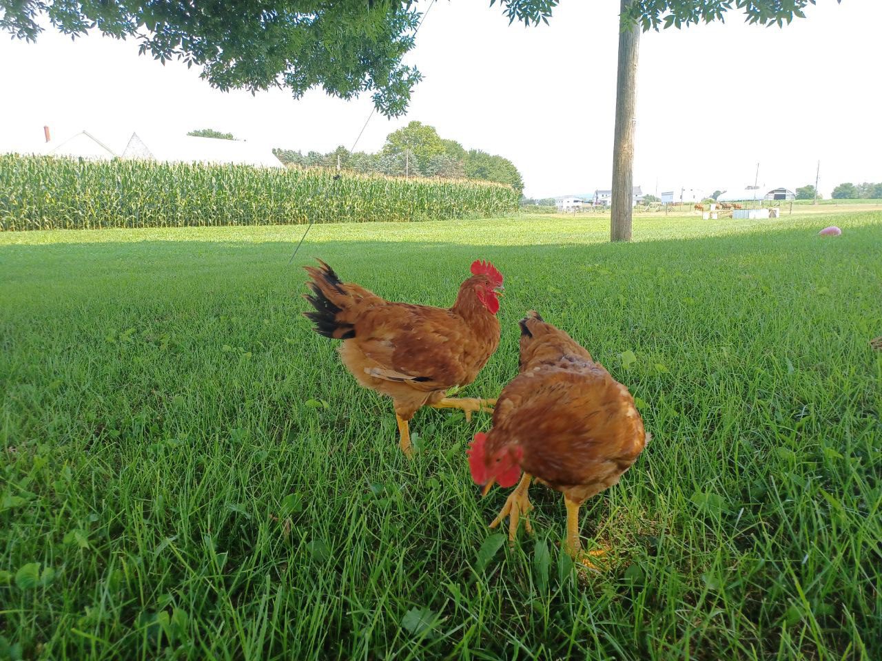 Jackie Chickens - Image 5