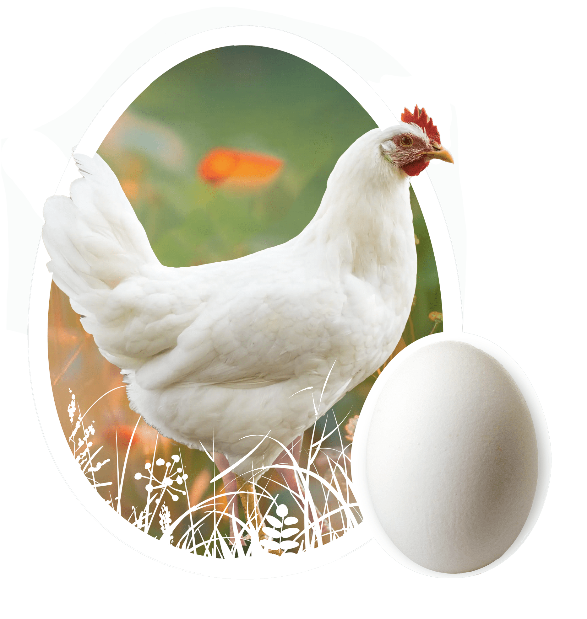 Novogen White - Leghorn