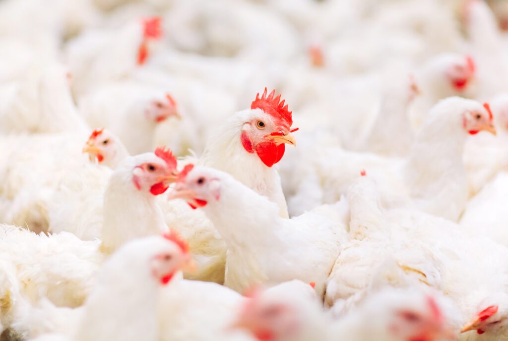 A large flock of chickens socializing