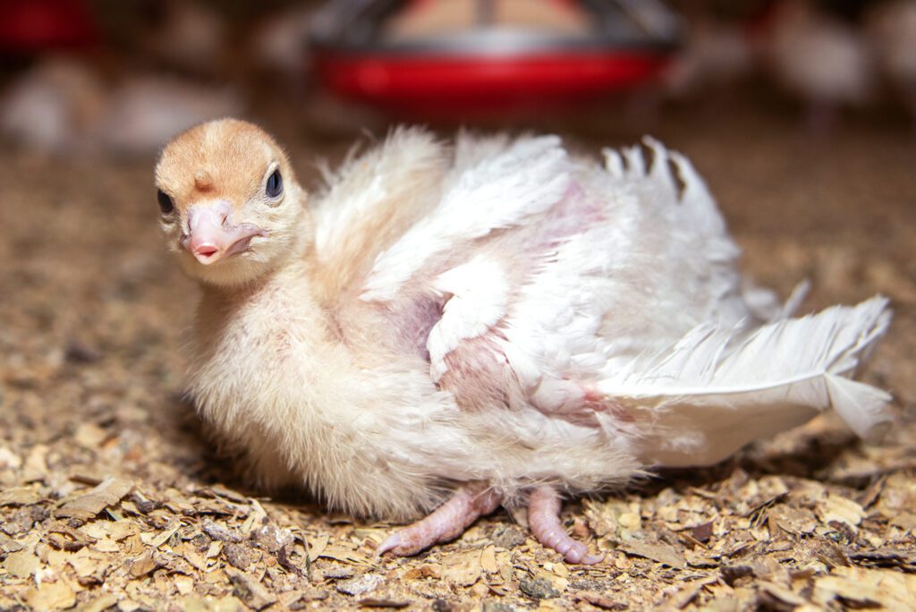 A sick turkey poult.
