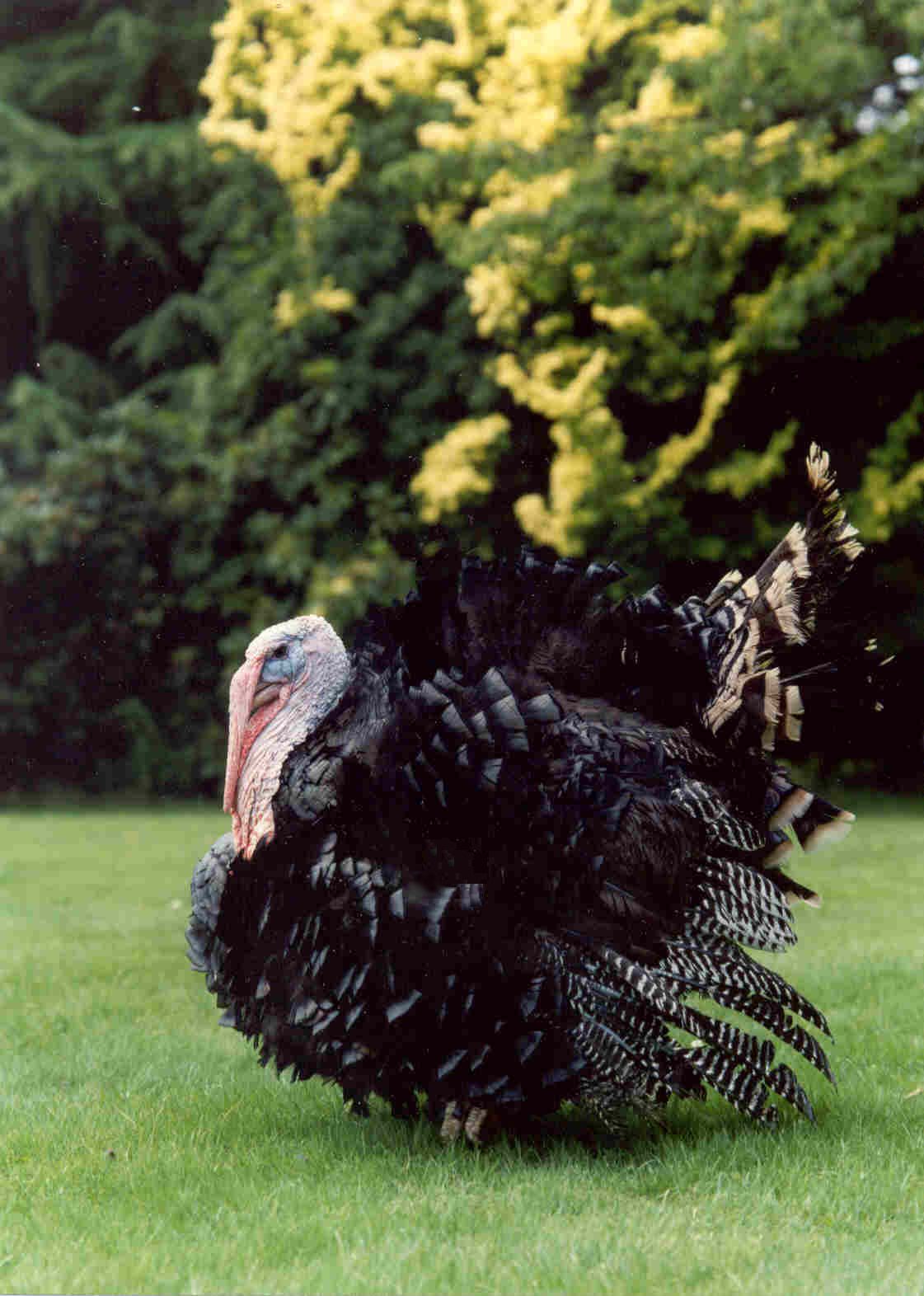 Bronze Turkey - Image 2