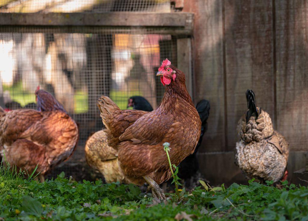 Healthy chickens near a coop