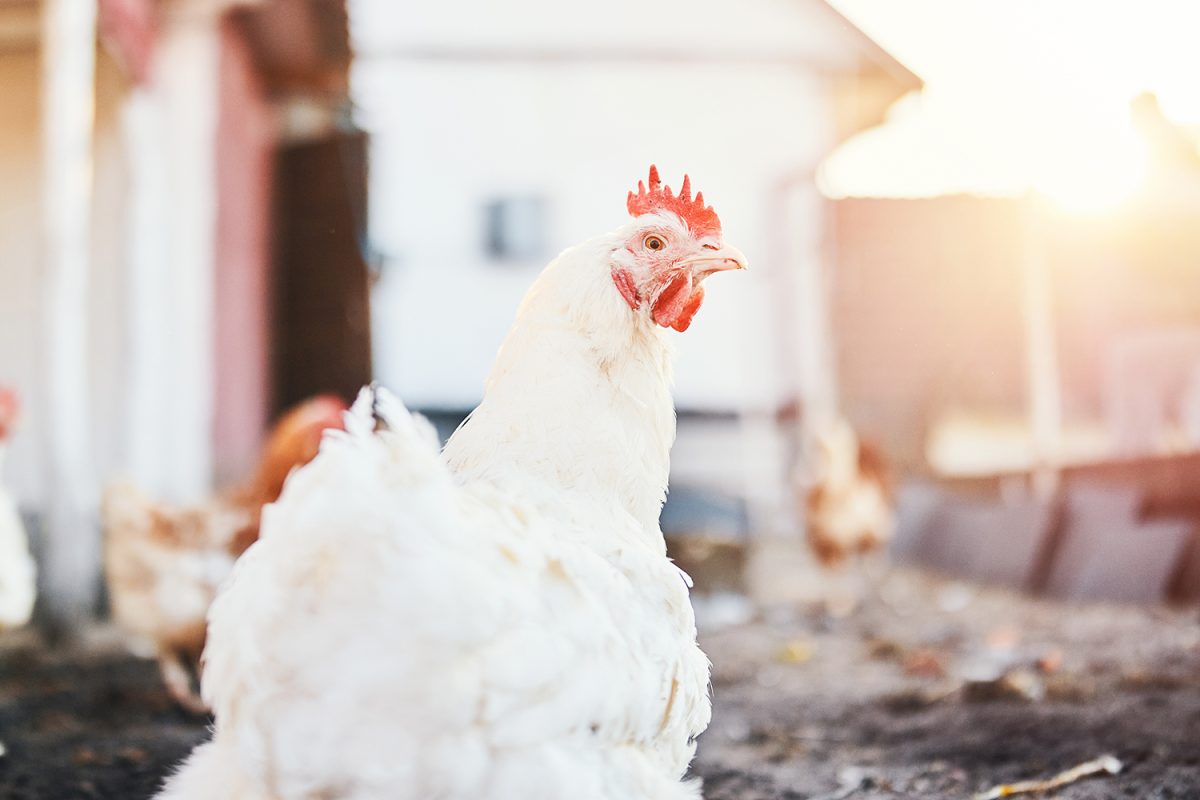 Broiler chicken eating high-quality feed in a clean, well-managed poultry house.